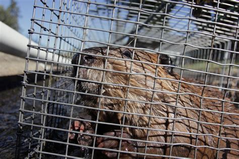 Troublesome Beavers Put To Work Restoring Rivers The Washington Post