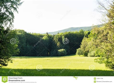Summer Landscape Of Young Green Forest With Bright Blue