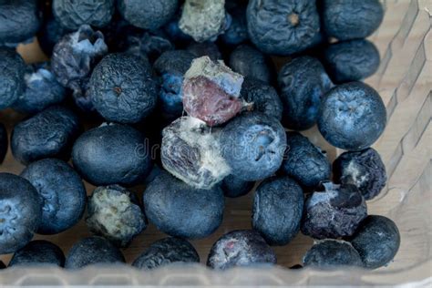 Rotten Blueberry Blueberry Went Mouldy Stock Image Image Of Macro