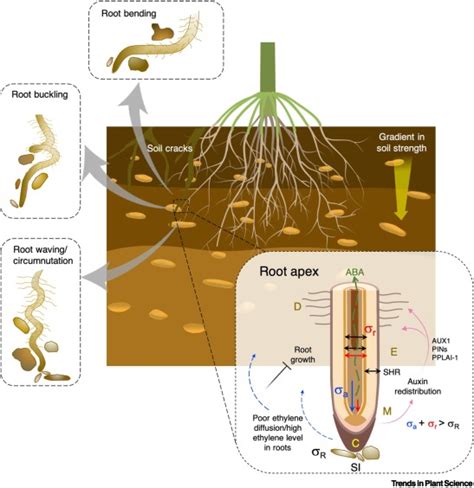 Conquering Compacted Soils Uncovering The Molecular Components Of Root