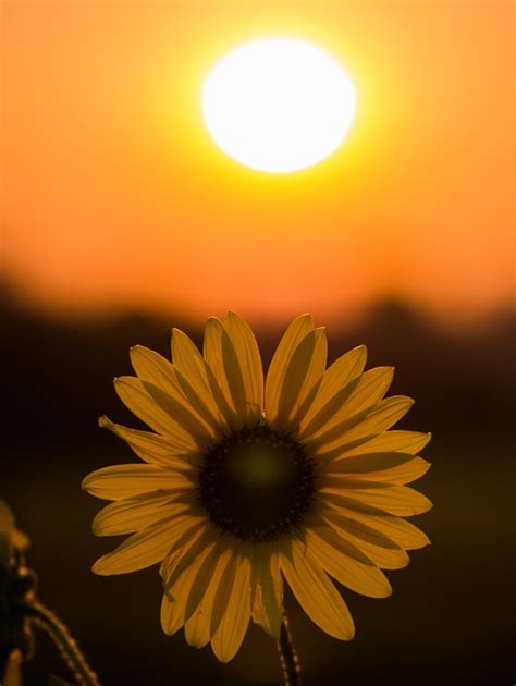 Sunrise Sunflower Sunset Greeley Free Photo On Pixabay Pixabay