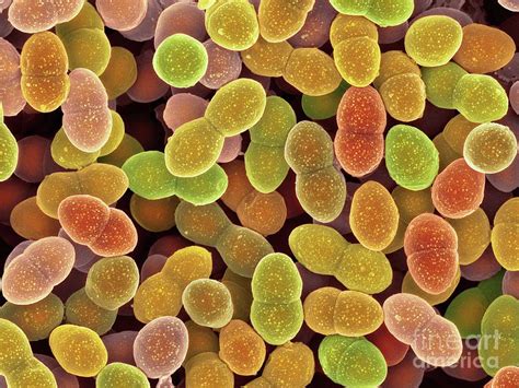 Enterococcus Faecalis Bacteria Photograph By Dennis Kunkel Microscopy