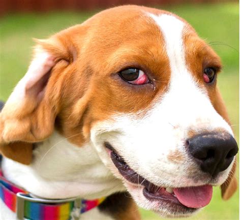 Cherry Eye In Dogs Causes Is It Contagious Home Treatment Surgery