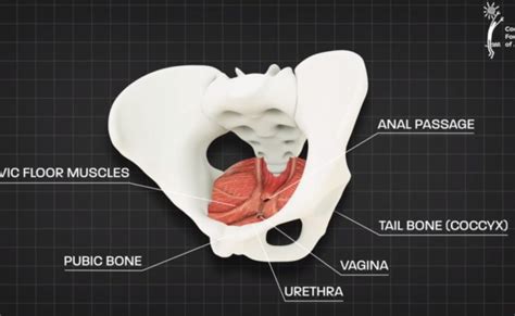 Pelvic Floor Anatomy Pelvic Diaphragm Part 1 Otosection