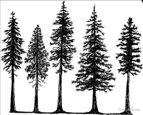 Pin By Sarah Pearson On Tattoo Inspo Pine Tree Drawing Tree