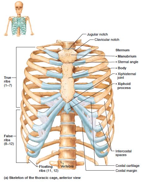 Anterior View Of The Skeleton Of The Thoracic Cage Human Ribs Human