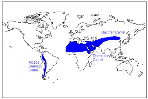 No matter the type, camels are usually found in the desert, prairie or steppe. camel distribution