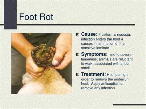 Ppt Common Goat Diseases Signs Prevention And Treatment Powerpoint