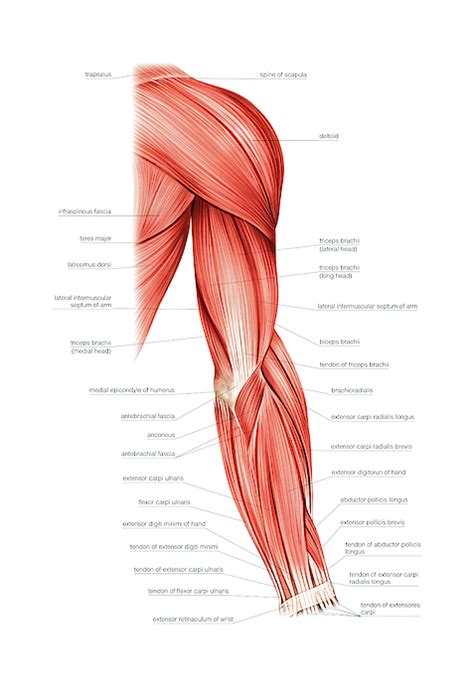 Muscles Of Right Upper Arm Greeting Card For Sale By Asklepios Medical