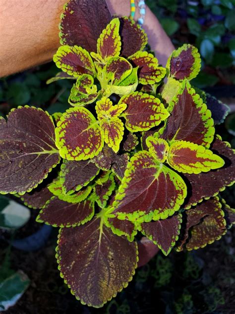 Coleus Sun Chocolate Mint Live Plant~ Manto~5 To 7 Inches Tall 01