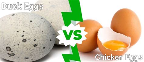 Duck Eggs Vs Chicken Eggs 5 Key Differences Explained Imp World