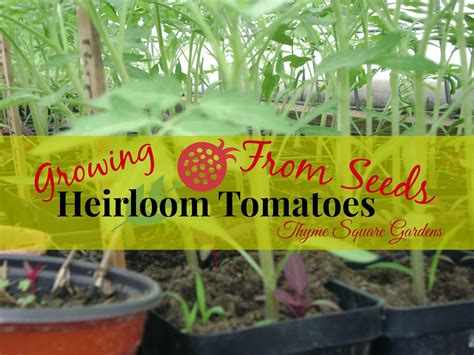 Tsg Growing Heirloom Tomatoes From Seed