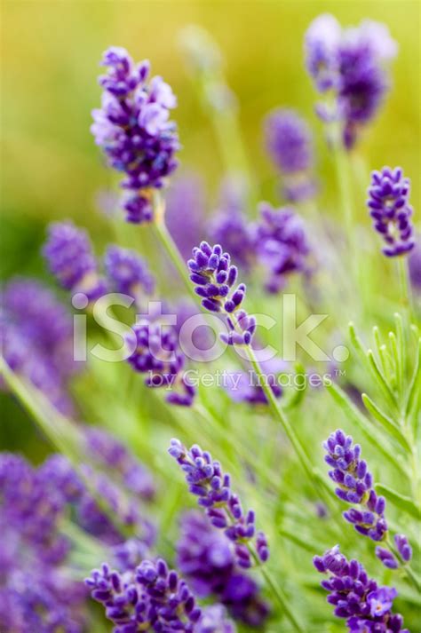 Beautiful Blooming Lavender Flowers Stock Photo Royalty Free Freeimages