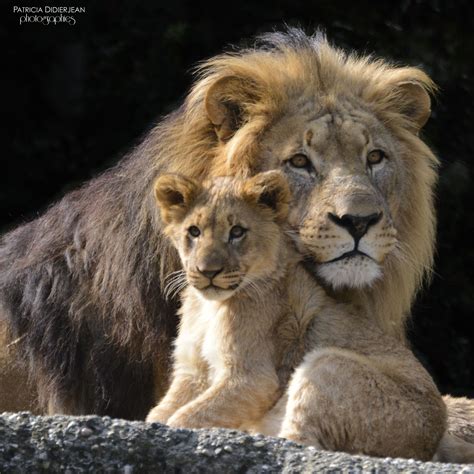 Father And Son Lion Pictures Animals Beautiful Baby Animals
