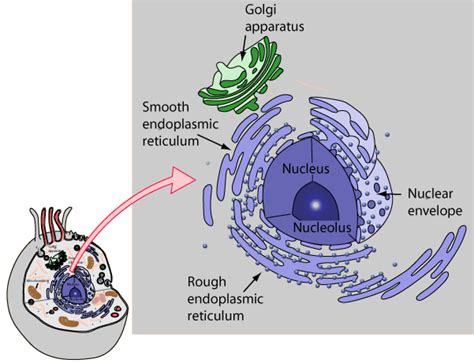 Does plant cell have endoplasmic reticulum. Endoplasmic Reticulum