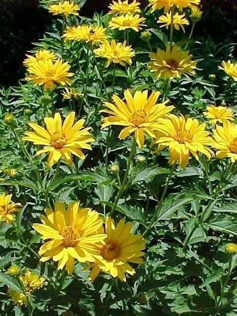 We did not find results for: Low-maintenance Perennials (MO) - Heliopsis helianthoides ...