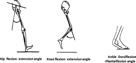 Lower Limb Joints Angles In The Sagittal Plane Download Scientific