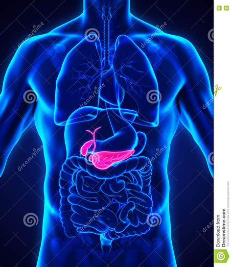 To the duodenum, as described above. Human Gallbladder And Pancreas Anatomy Stock Illustration ...