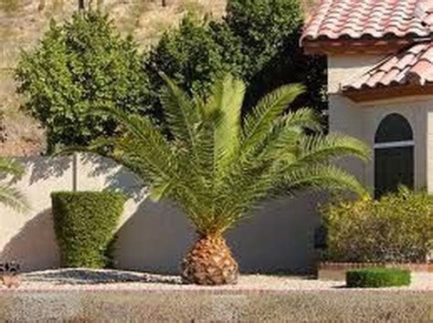 Cute Palm Gardening Ideas For Front Yard 05 Canary Island Date Palm