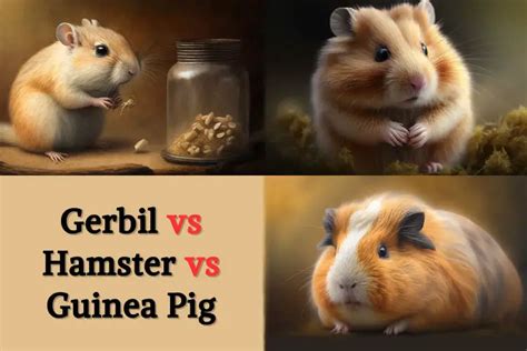 Gerbil Vs Hamster Vs Guinea Pig Which One Is The Best