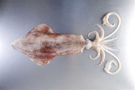 Le calamar Poissons Coquillages Crustacés