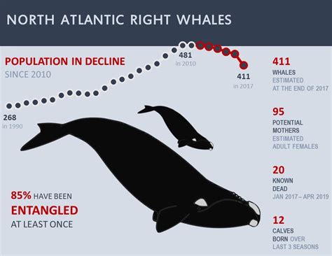 2019 Whale Season New Englandmid Atlantic Noaa Fisheries
