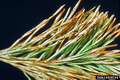 Brown Spot Needle Blight Of Pine Mycosphaerella Dearnessii On Scots