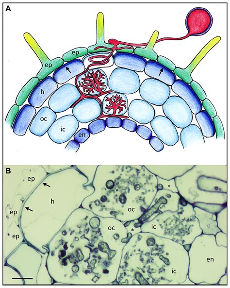 Check spelling or type a new query. Frontiers | The role of the cell wall compartment in ...