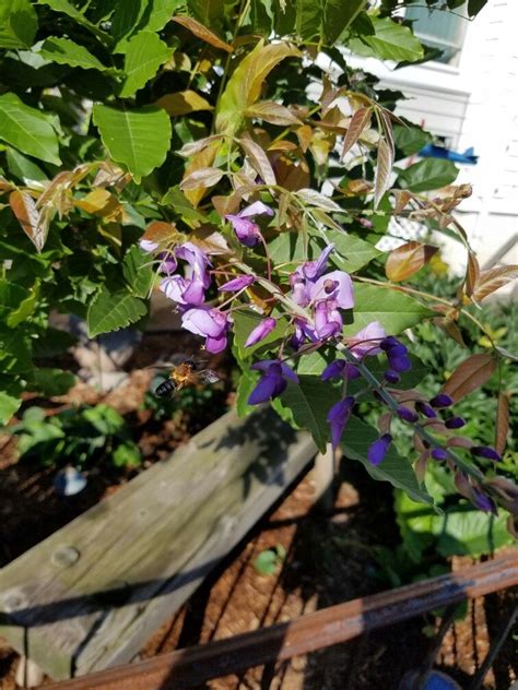 Wisteria flowers & gifts, offers fresh flowers and hand delivery right to your door in rochester. Wisteria | Flower garden