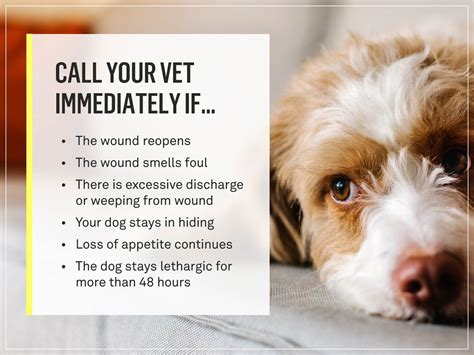How Do You Tell If A Dog Wound Is Infected Or Healing