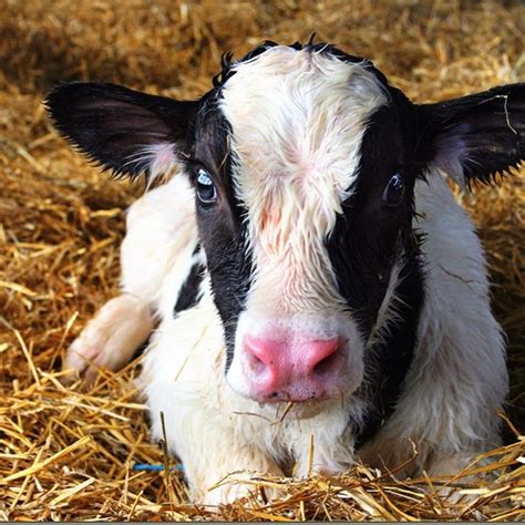 Life On The Farm Calves Cute Cows Cute Baby Animals Cow