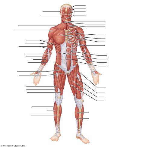 Superficial Muscles Of The Body Anterior View Diagram Quizlet