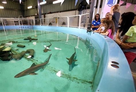 You Doo Doo Doo Need To See These Baby Sharks At This Nj Aquarium