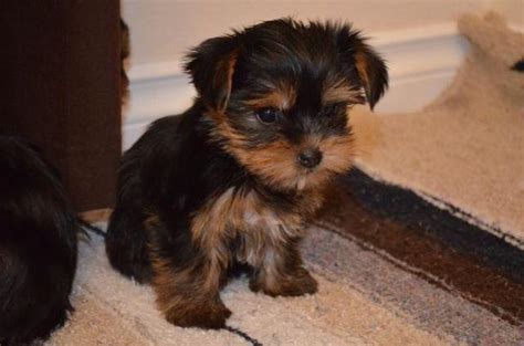 Yorkshire terrier bichon frise mix. AKC Yorkshire Terrier (Yorkie) Puppies for Sale in Salem ...