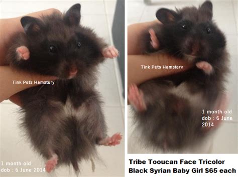 Siberian hamsters have become increasingly popular as pets due to their meekness and sociability. Tinky Hamstery, adoption , Buy hamster in singapore: Teddy ...