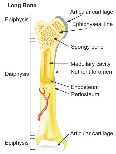 Typical Long Bone Labeled - Four things about... (a simple approach to