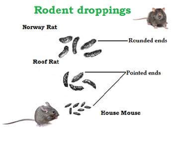 Recyclable materials, such as cans, bottles and plastic. Mice Removal Sydney - Top Rated - ABC Pest Control Sydney
