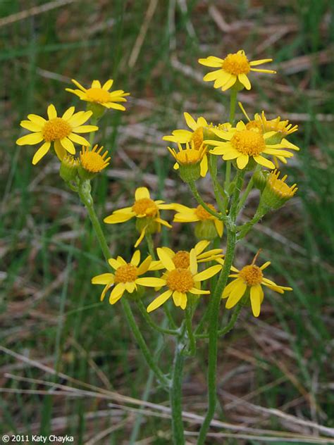Maybe you would like to learn more about one of these? Packera plattensis (Prairie Ragwort): Minnesota Wildflowers