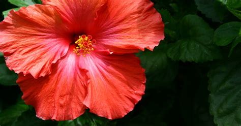 How To Get Rid Of Mealy Bugs On A Hibiscus Ehow Uk