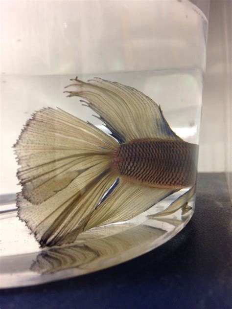 These small livebearers are about the best fish a pond keeper can get to keep mosquitos from ever being established in the pond. Beautiful Petco Bettas | Betta Fish 261785