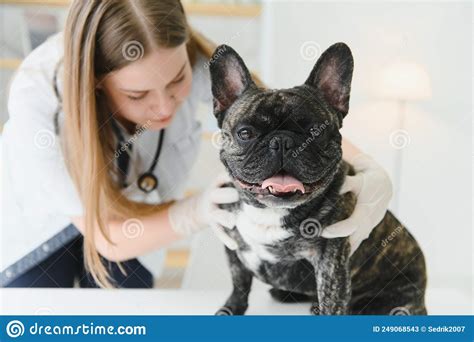 Veterinarian Doctor With French Bulldog At Vet Ambulance Stock Image