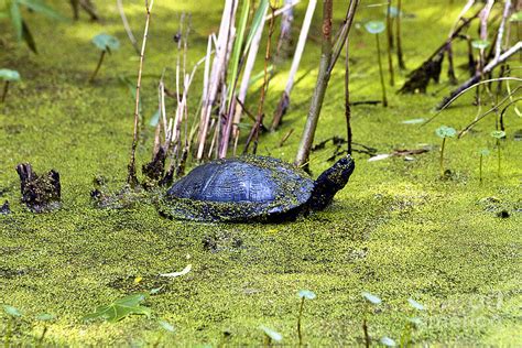 Swamp Turtle Photograph By Karl Voss Fine Art America
