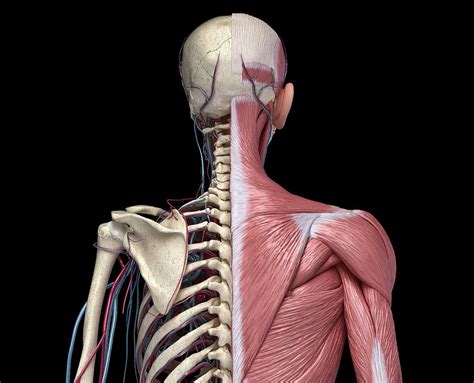 Front View Of Human Torso Skeleton Photograph By Pixelchaos Pixels
