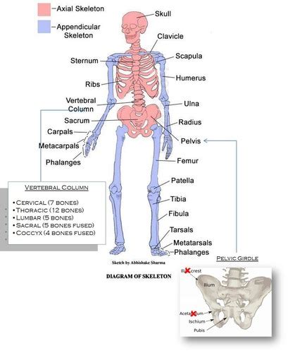 Skeletal System Flashcards Quizlet