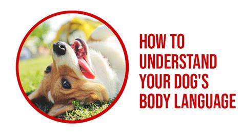 How To Understand Your Dogs Body Language Buckaroos 360