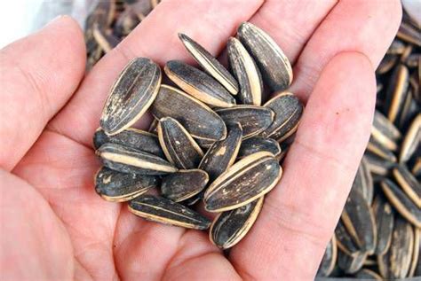 Is It Safe To Eat Sunflower Seeds Whole