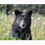 Everything You Need To Know About Black Bears In The Smoky Mountains