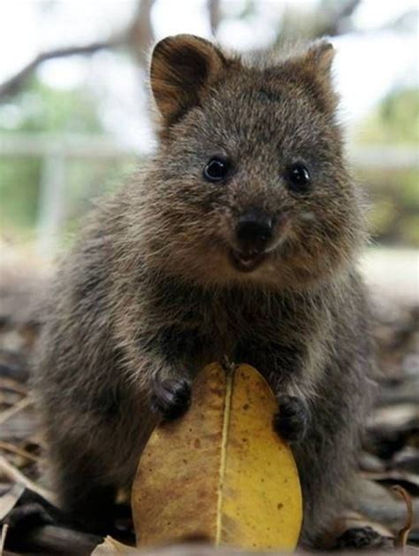 Meet The Happiest Animal In The World Happy Quokka And