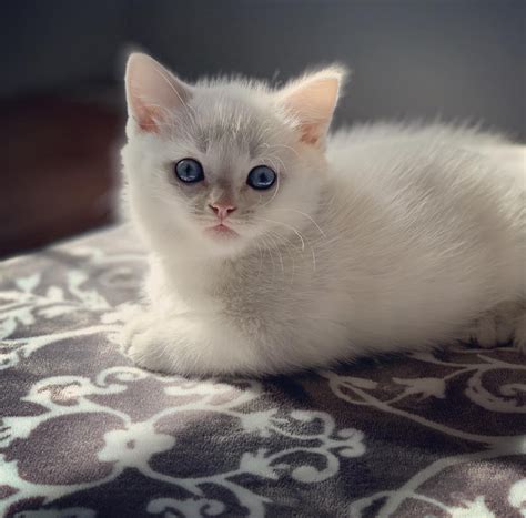 We suggest you get acquainted with our pets in this catalogue. Munchkin Cats For Sale | Cleveland, OH #290229 | Petzlover