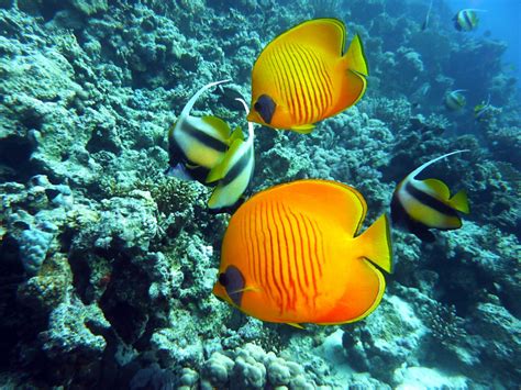Penyakit batu karang biasanya mengakibatkan rasa sakit yang amat sangat. Gambar : laut, alam, lautan, olahraga, Menyelam, bawah air ...